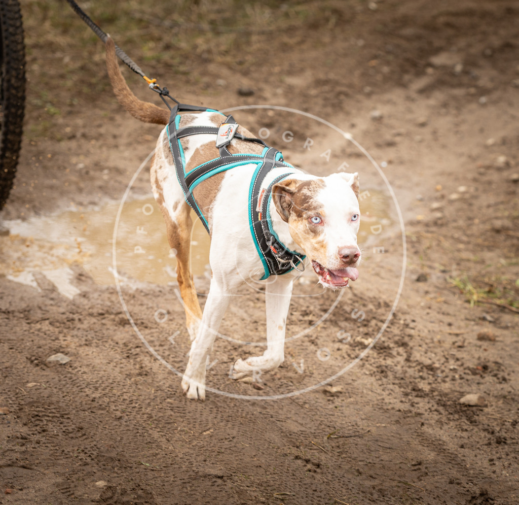 DV3A0844 | Hundefotografie, Tierfotograf, Pfotenfotografie, Fotoshooting Hund, Hunde Portrait, Hundesport, Hundeportraits, Heideshooting, Hunde, Sportfotograf, Hundefotograf, Turnierhundsport, THS,  - Realisiert mit Pictrs.com