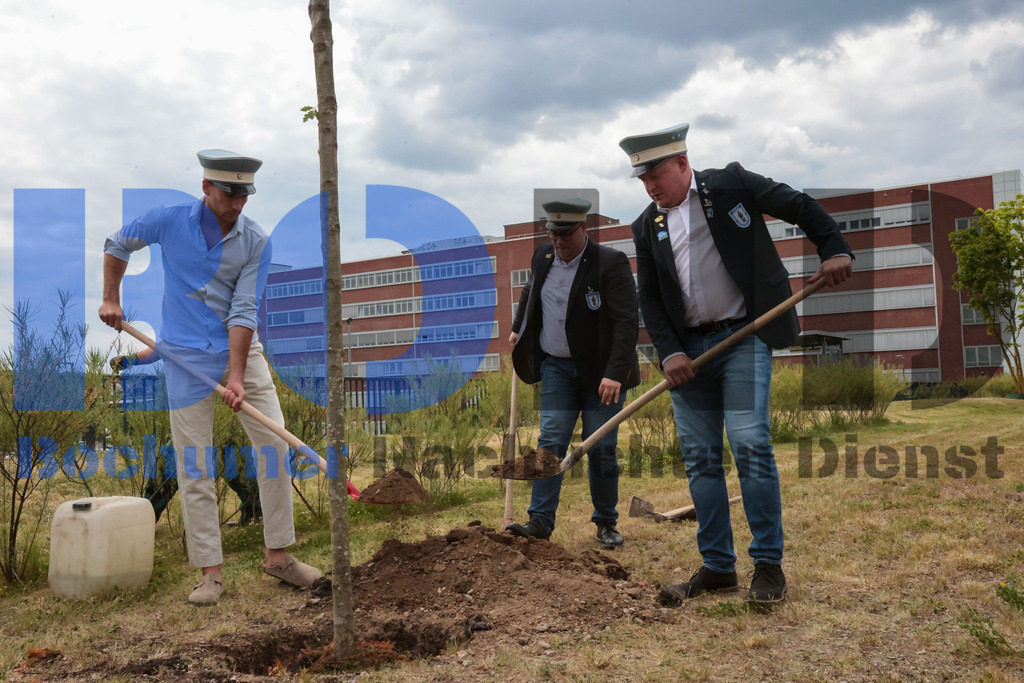 Eicheingrabung | Eicheingrabung - Realisiert mit Pictrs.com