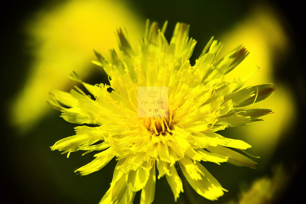 Makro - floral (30) | Buche Fotoshootings und entdecke hochwertige Fotoprodukte bei Mathias Ku Photos. Personalisiert, kreativ & mit Liebe zum Detail. Jetzt informieren! - Realisiert mit Pictrs.com