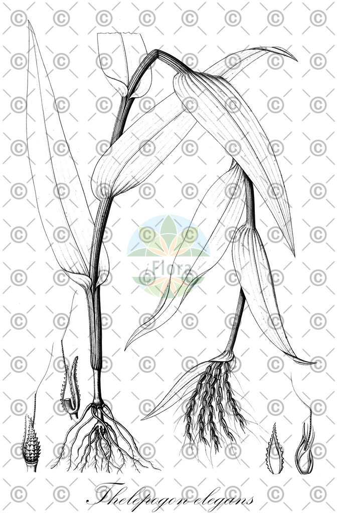 HistAbb_EMP_35441_2_FloraD_Simple | Historische Abbildung von Thelepogon elegans - Poaceae | Historical Illustration of Thelepogon elegans - Poaceae