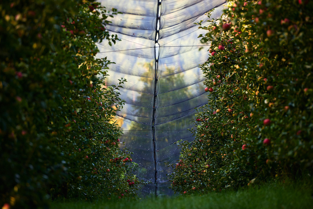 Apfelplantage mit Netz | Riegersburg, Austria - September 12, 2018: Apfelplantage mit Netz. - Realisiert mit Pictrs.com