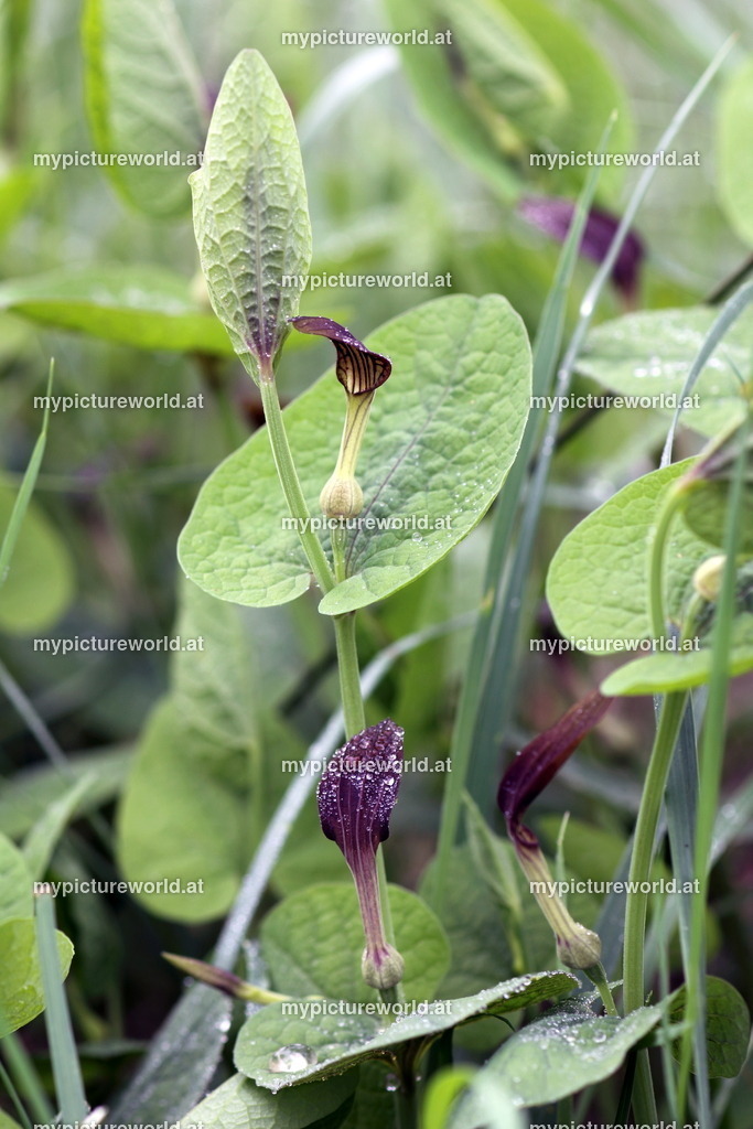 Rundblättrige Osterluzei-002 | Das Bilderarchiv über Tiere, Planzen und Landschaften. In der Bilddatenbank finden Sie ein große Auswahl an hochwertigen Bilder für Ihre Werbung - Realisiert mit Pictrs.com