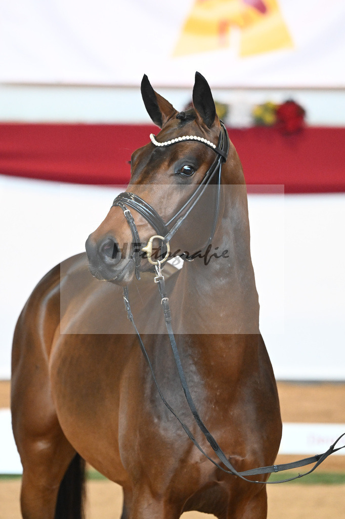 Kat-Nr. 6 Bon Joker x Fuerst Fohlenhof_Koch_43230141 | hf-fotografie - Realisiert mit Pictrs.com