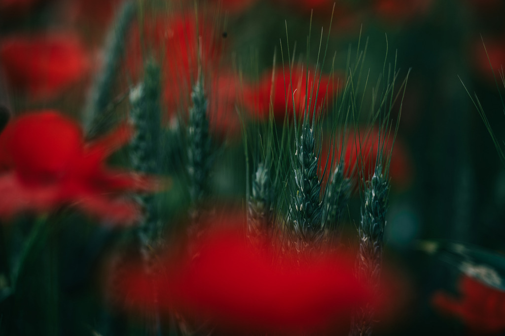 Roggen mit Mohn | Simone Sonderegger Photography