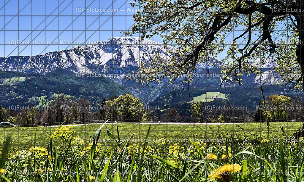 ALP4581_Hochbaerneck_Baumbluete-weisser Oetscher | (C)FotoLois.com, Alois Spandl. Weißer ÖTSCHER im Frühling, Blühender Obstbaum am Hochbärneck mit Ötscher, Sa 27. April 2024.