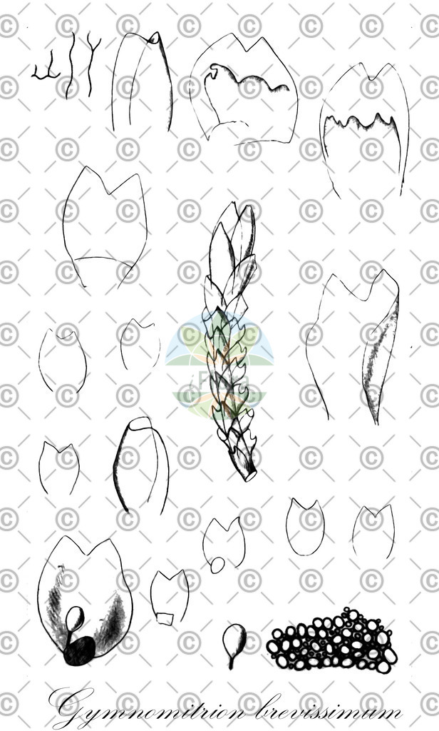 HistAbb_wfo-0000096857_1_ENZY_Simple | Historische Abbildung von Gymnomitrion brevissimum - Gymnomitriaceae | Historical Illustration of Gymnomitrion brevissimum - Gymnomitriaceae