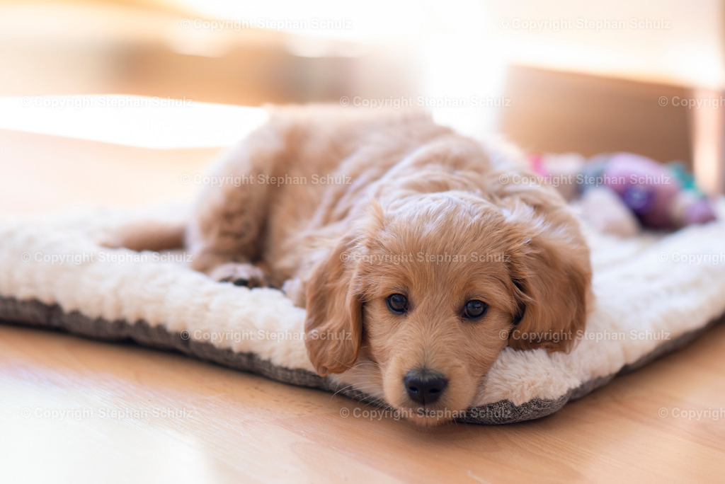 Welpe, Hund, Goldendoodle, Mini Goldendoodle | Welpe, Hund, Goldendoodle, Mini Goldendoodle - Realisiert mit Pictrs.com