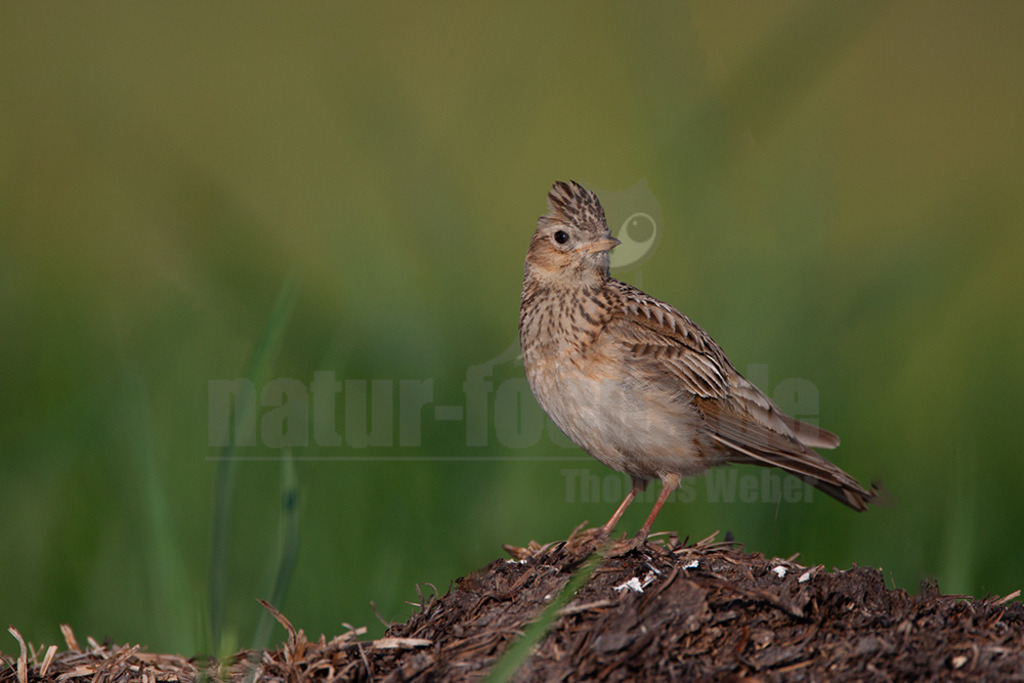 20080517072441 | Die Feldlerche ist eine Vogelart aus der Familie der Lerchen. Diese mittelgroße Lerchenart besiedelt fast die gesamte Paläarktis von Irland und Portugal bis Kamtschatka und Japan. - Realisiert mit Pictrs.com
