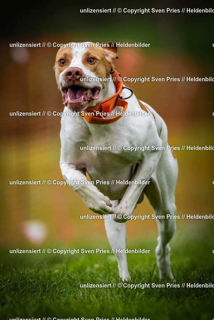 Sven Pries | 2025-04-13 - Hunderennen Baden-Baden - Realisiert mit Pictrs.com