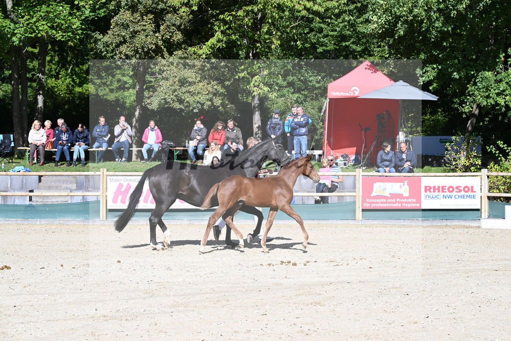 Fohlenauktion Next Chance_49220262 | hf-fotografie - Realisiert mit Pictrs.com