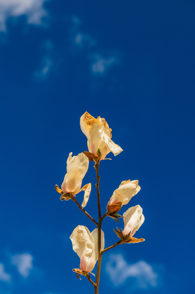 2025_04_06_HH-BOTANISCHER GARTEN+JENISCHPARK+ELBE_MCP7277 | Hochwertig gedruckte Fotografien für die Wand, als Kalender und zum Verschenken. Hamburg & Norddeutschland und überall wo ich mit der Kamera unterwegs war.
