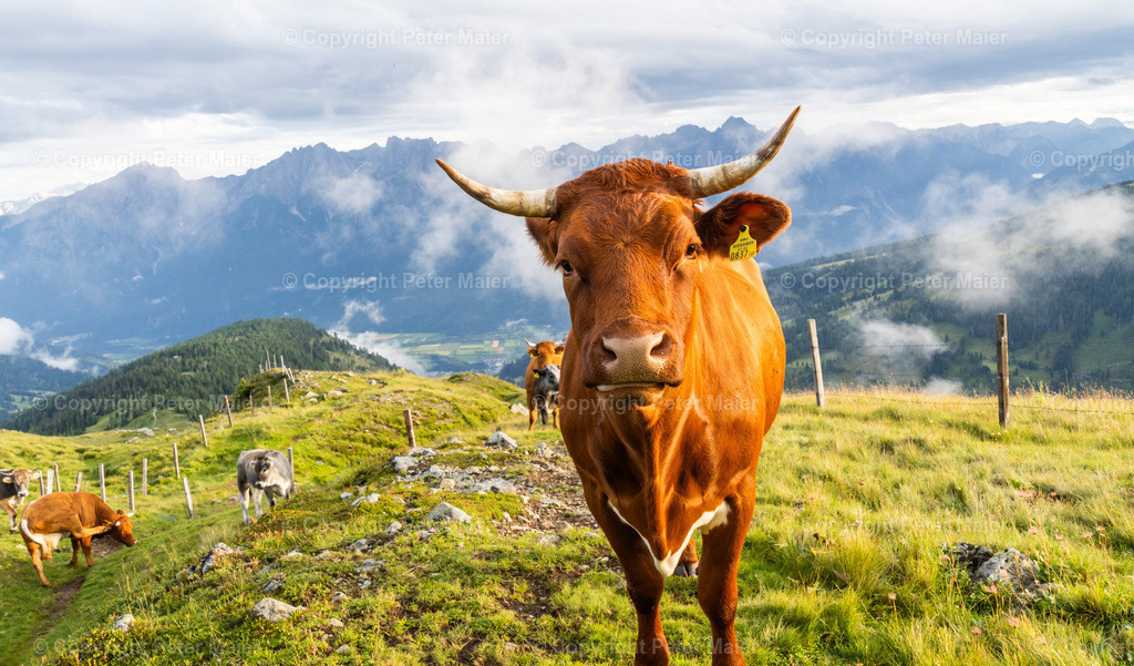 Strasskopf_23-66 | piet_flosse