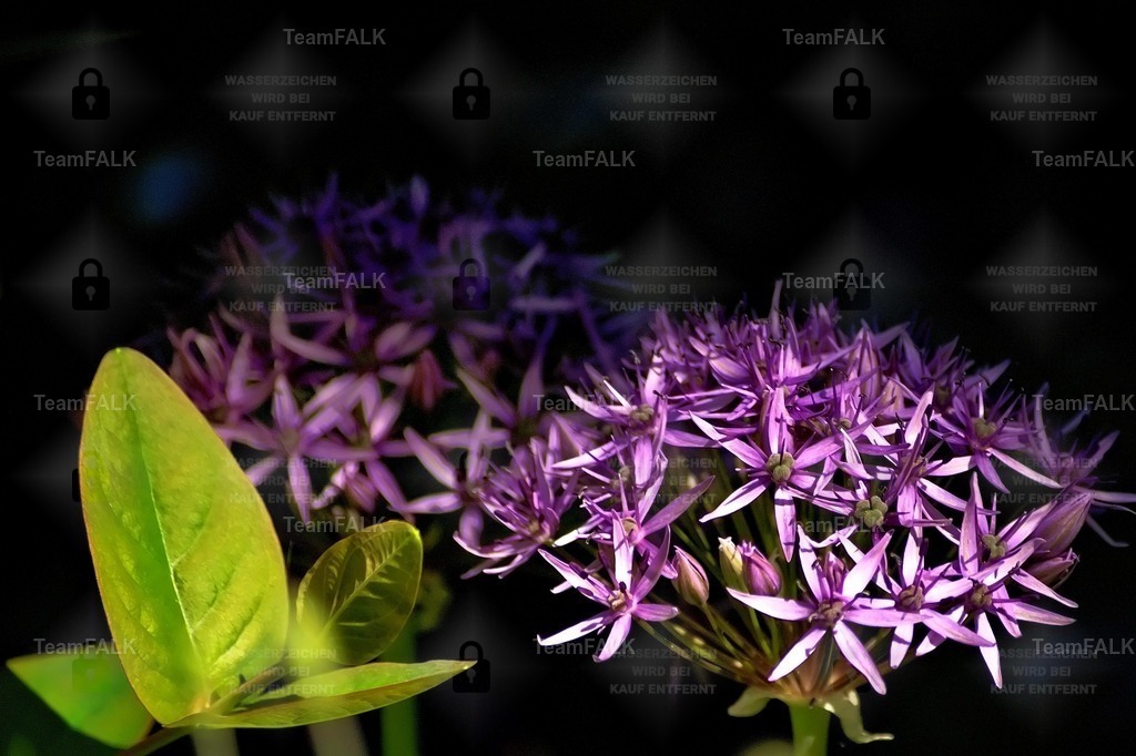 Blumen | Forma et Fluctus Lumen Dualitatis - Realisiert mit Pictrs.com