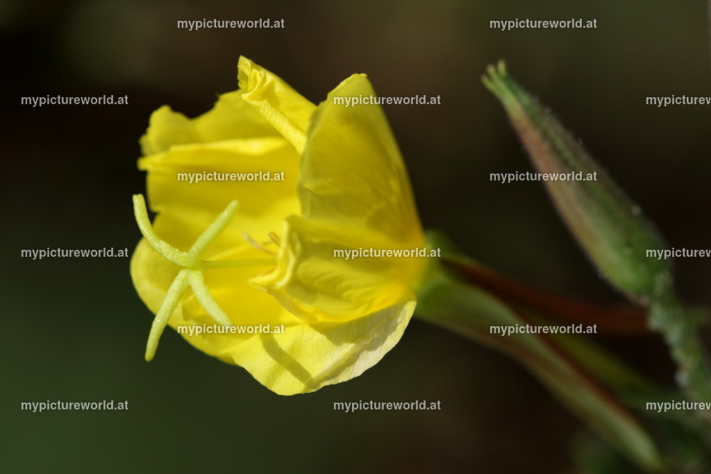 Gemeine Nachtkerze-005 | Das Bilderarchiv über Tiere, Planzen und Landschaften. In der Bilddatenbank finden Sie ein große Auswahl an hochwertigen Bilder für Ihre Werbung - Realisiert mit Pictrs.com