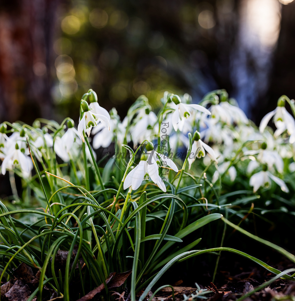 _X0A7604-Editbea | Frank Herberich Fotografie, Frank Herberich, Fotografie, Hochzeit, Portrait, St. Peter Ording, Ording, Westerhever, Nordsee, Frank Fotografie, Hardheim,  Odenwald,Walldürn, Band,Eventfotografie - Realisiert mit Pictrs.com