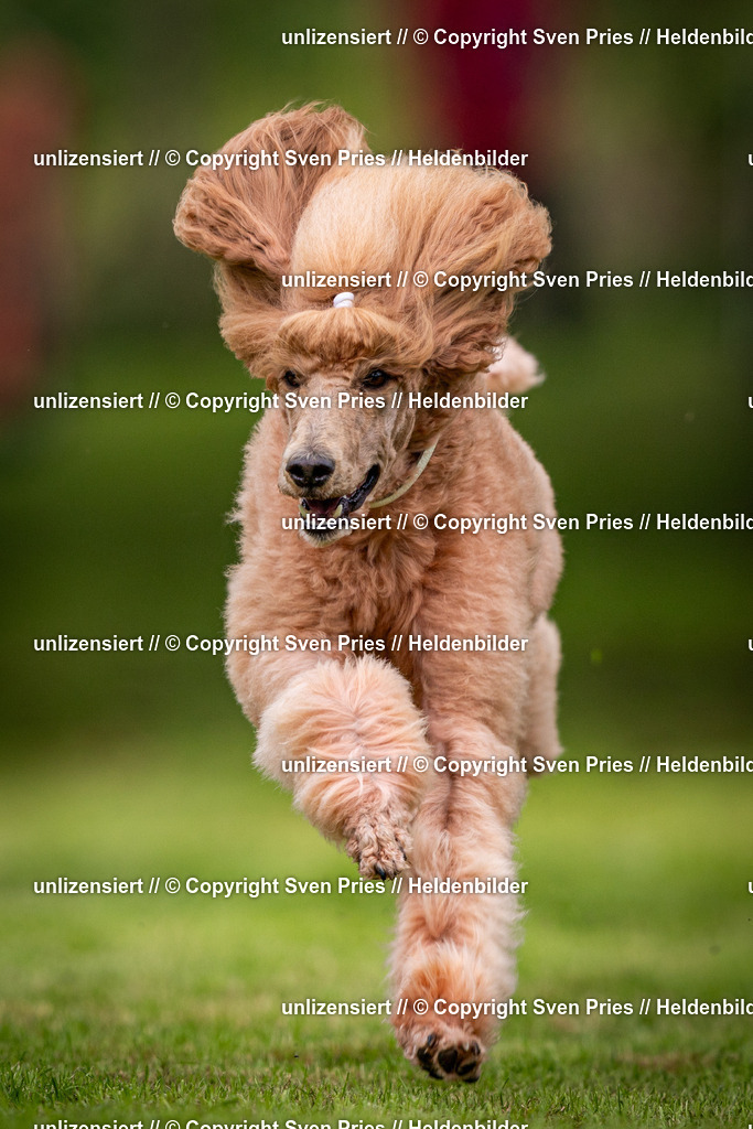 Sven Pries | 2024-09-22 - Hunderennen Baden-BadenPudelverein - Realisiert mit Pictrs.com