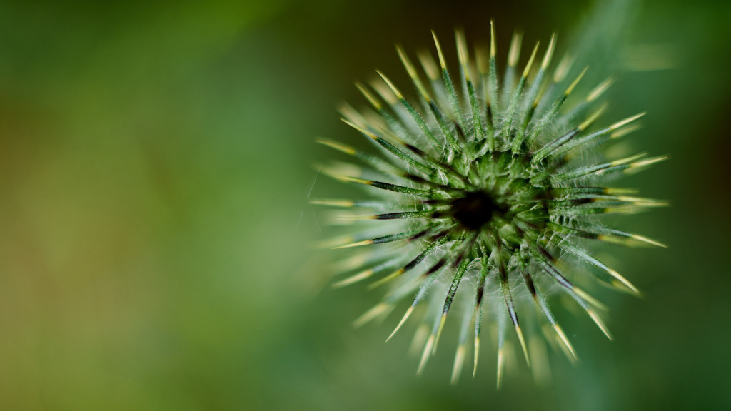 Distel | kleinen-fotografie