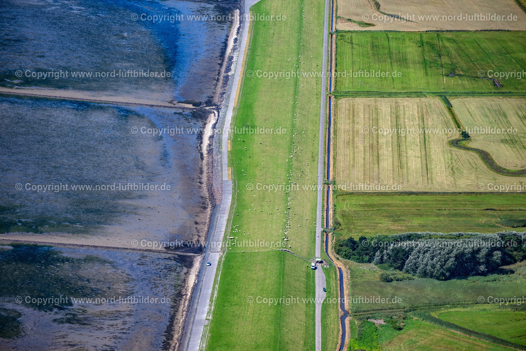 Sylt_Morsum_Deich_Schafe_ELS_5156130825 | SYLT 13.08.2025 Küsten- Landschaft mit Deich- Schutzstreifen mit Schafen an der Straße Gungwai in Sylt Nordsee - Insel im Bundesland Schleswig-Holstein, Deutschland. // Coastline with dike protection strips on street Gungwai in Sylt North Sea Island in the state Schleswig-Holstein, Germany. Foto: Martin Elsen