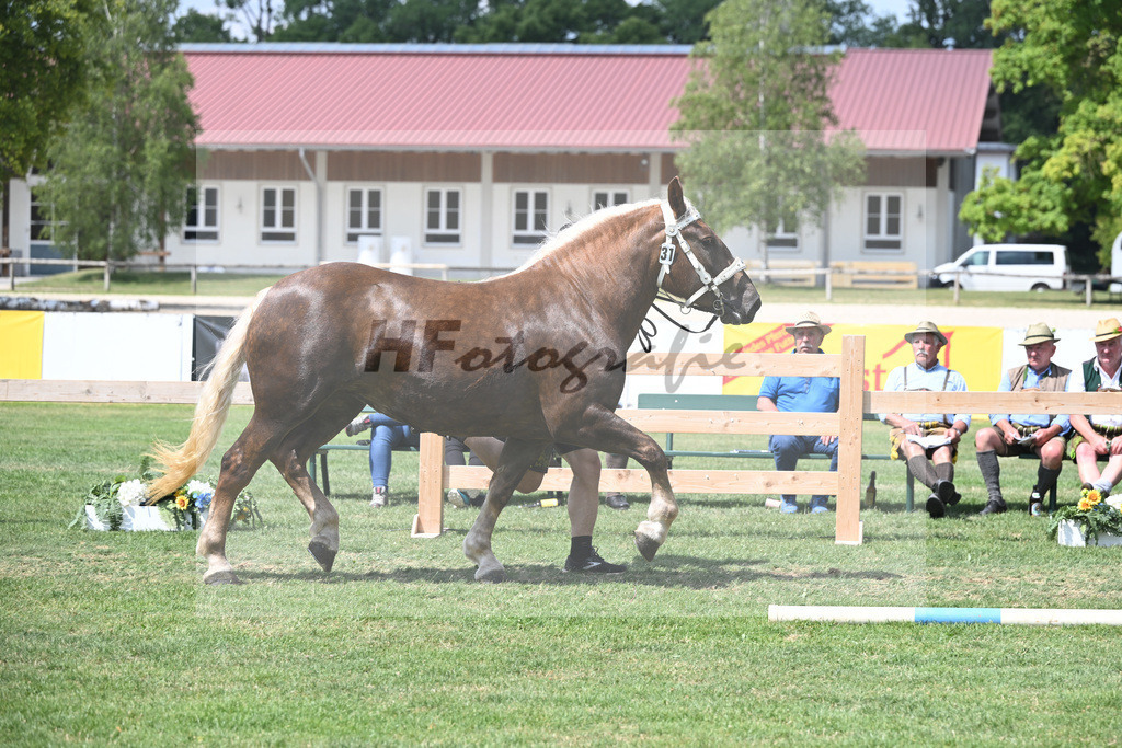 Kat-Nr. 31 Patin_Onnich_20230471 | hf-fotografie - Realisiert mit Pictrs.com
