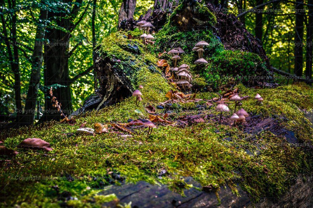 D75_5975-Verbessert-RR | Kaufen sie online außergewöhnliche Fotografien auf Leinwand Acrylglas Fotoprint Aludibond von holgerweigeltfotografie - Realisiert mit Pictrs.com