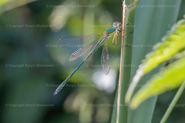 202016 | Tierfotografie, Tierkalender, Tierbilder, Insekten, Spinnen, Vögel, Schmetterling, Libellen, Leinwand, Colorkey, Qualität, Geschenkartikel, Geschenk - Realisiert mit Pictrs.com