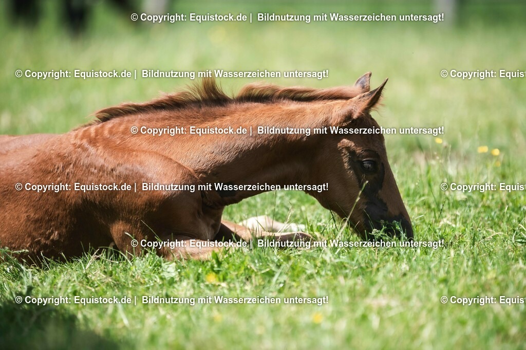 20210617_Fohlen_0301 | Foto: Thomas Hartig