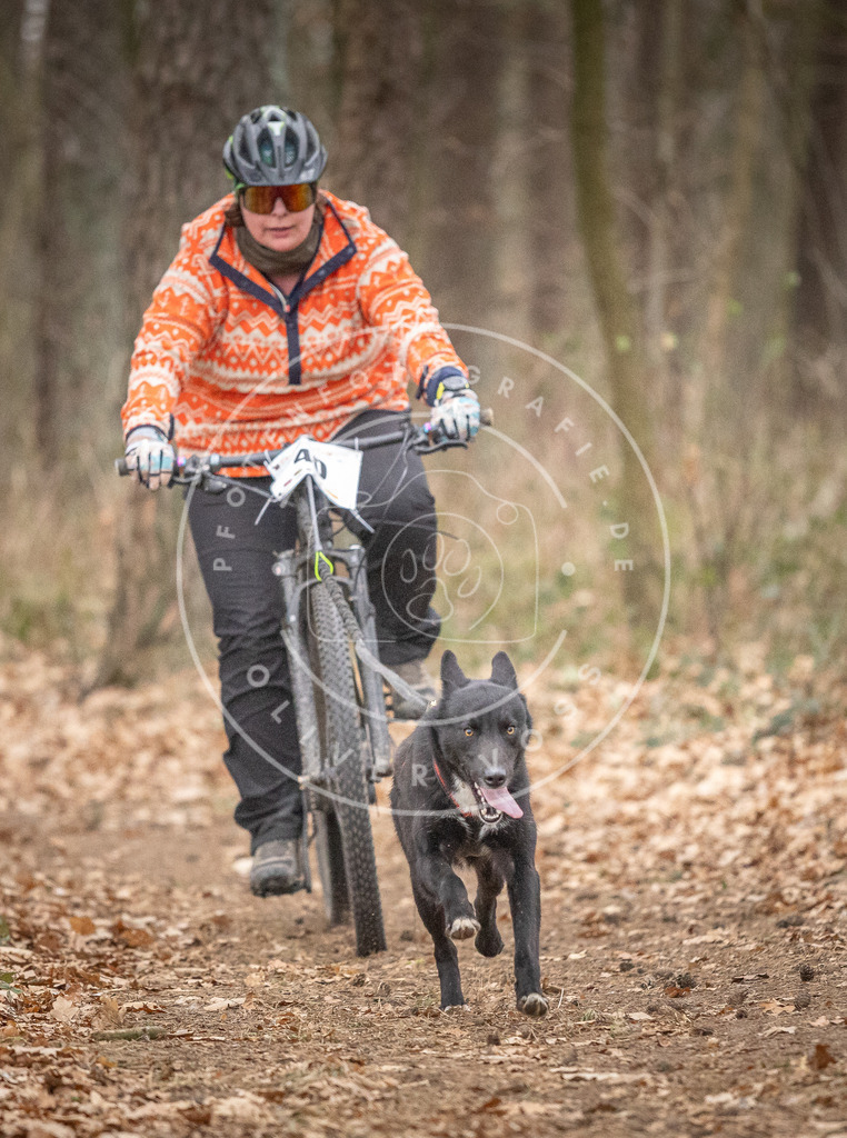 Pfotenfotografie_DV3A6413 | Hundefotografie, Tierfotograf, Pfotenfotografie, Fotoshooting Hund, Hunde Portrait, Hundesport, Hundeportraits, Heideshooting, Hunde, Sportfotograf, Hundefotograf, Turnierhundsport, THS,  - Realisiert mit Pictrs.com