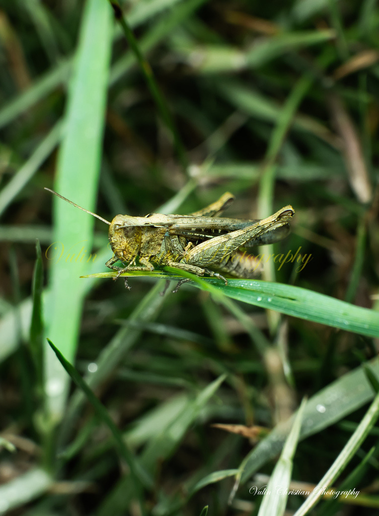 Macro 37 | Christian Vulin  - Realisiert mit Pictrs.com