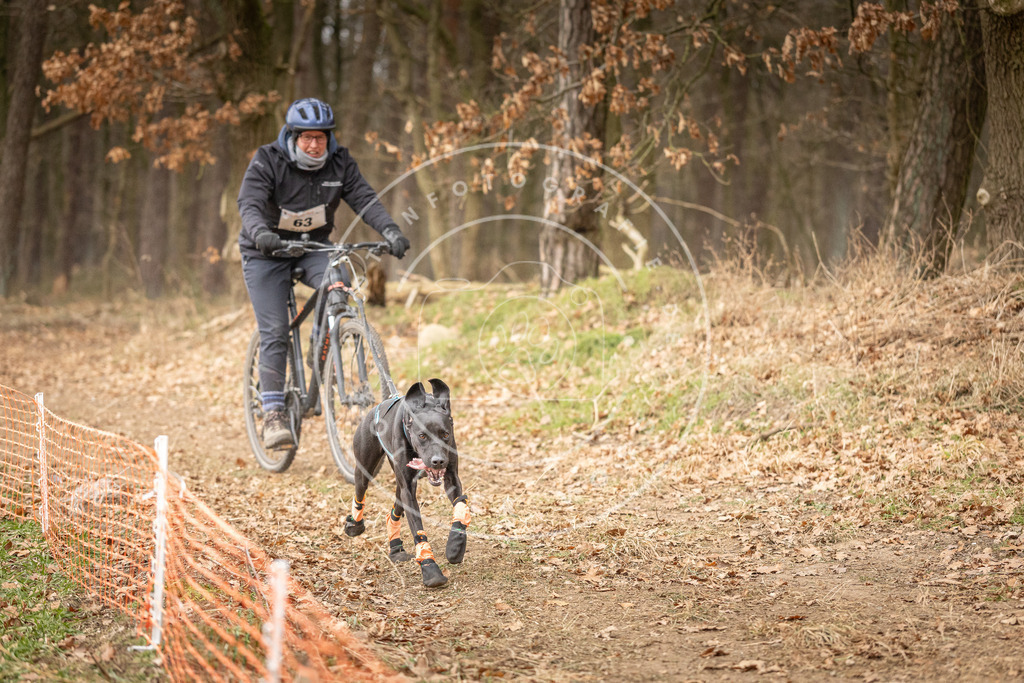 Pfotenfotografie_DV3A3262 | Hundefotografie, Tierfotograf, Pfotenfotografie, Fotoshooting Hund, Hunde Portrait, Hundesport, Hundeportraits, Heideshooting, Hunde, Sportfotograf, Hundefotograf, Turnierhundsport, THS,  - Realisiert mit Pictrs.com