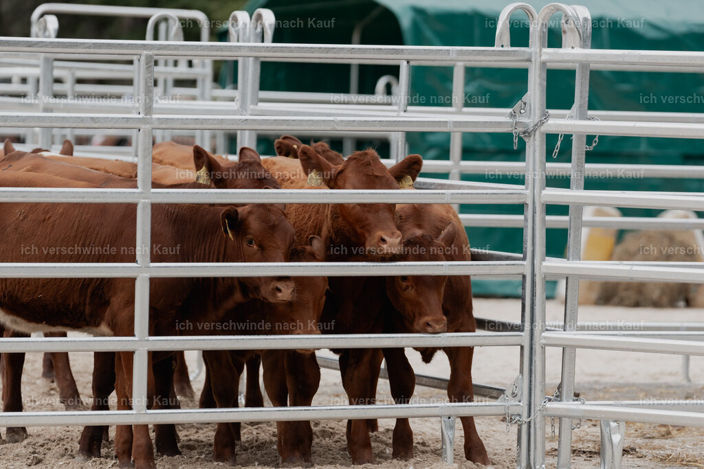 WE__Stoib_Rinder_PI2025_3192 | Pferd International München 2025