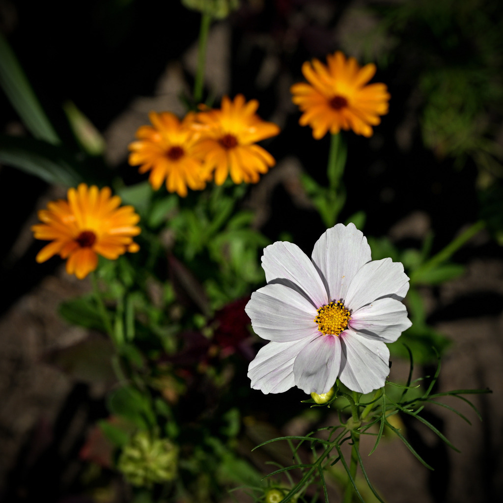 Cosmea02q-260802 | greenwatching-with-luci - Realisiert mit Pictrs.com