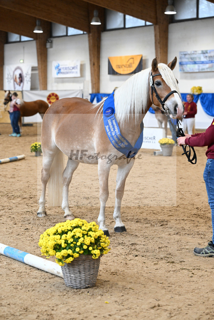 Bl. Band Kat-Nr. 9 Nina v. Sonnenkoenig Gold_Haenle_48251532 | hf-fotografie - Realisiert mit Pictrs.com