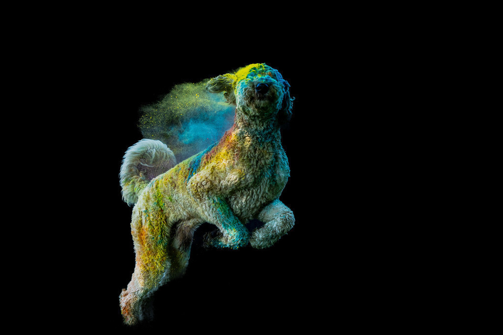 allesWIRTHgut Tierfotografie - 7IV07010-Bearbeitet | Professionelle Tierfotografie in Mönchengladbach von Daniel Wirth (allesWIRTHgut). Liebevolle & natürliche Bilder von Hunden & Katzen für unvergessliche Erinnerungen.