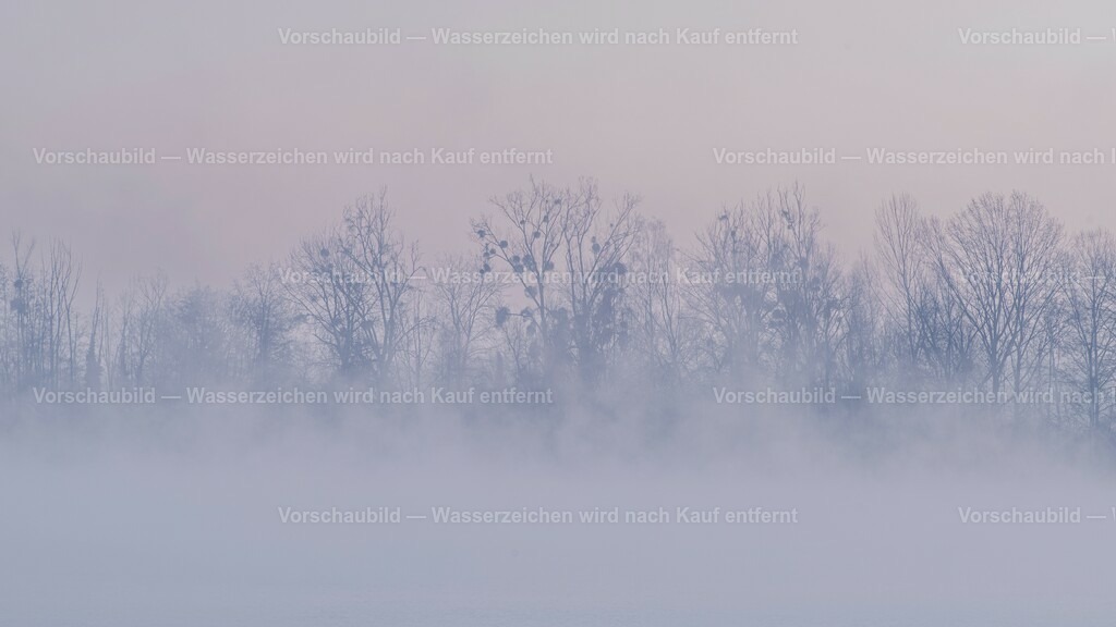 Nebelwelt am Rhein | Morgens am Rhein bei Meissenheim kurz nach Sonnenaufgang - Realisiert mit Pictrs.com