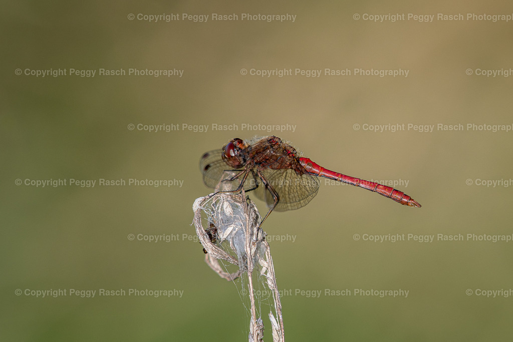 Libellen | PeggyRaschPhotography - Realisiert mit Pictrs.com