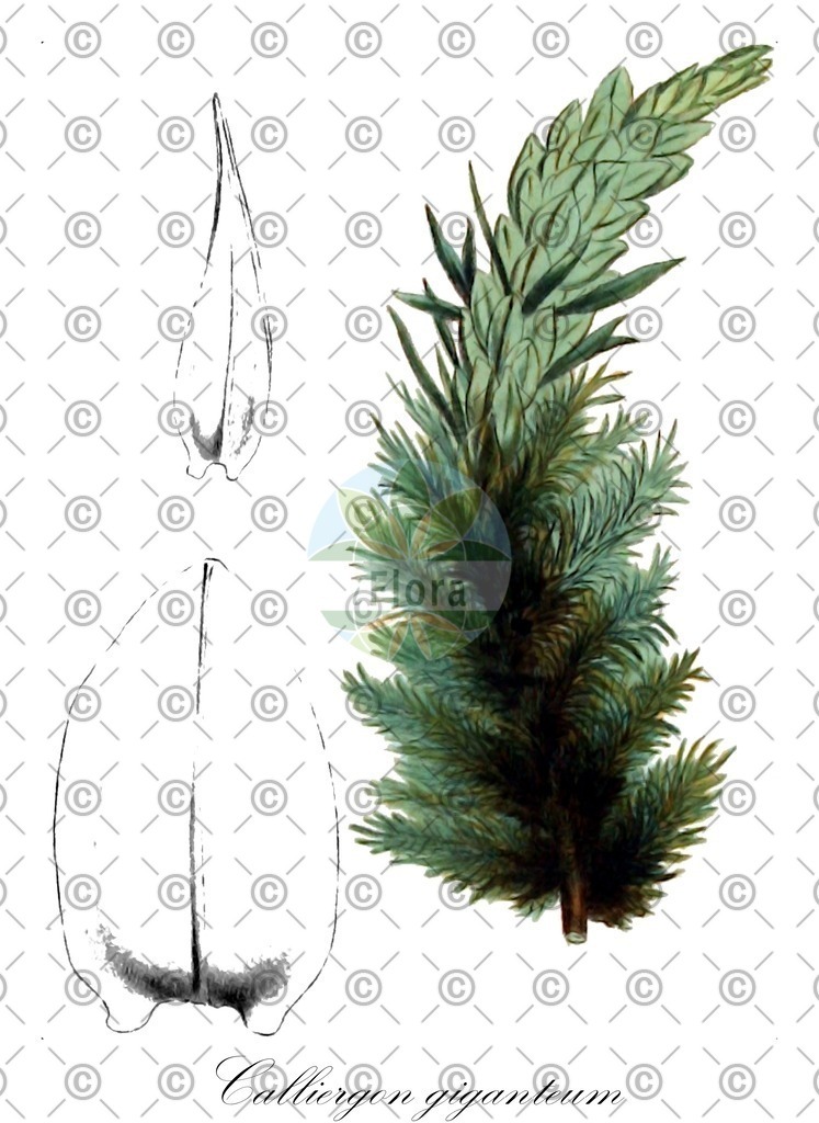 HistAbb_wfo-0001177746_1_ENZY_Simple | Historische Abbildung von Calliergon giganteum - Calliergonaceae | Historical Illustration of Calliergon giganteum - Calliergonaceae