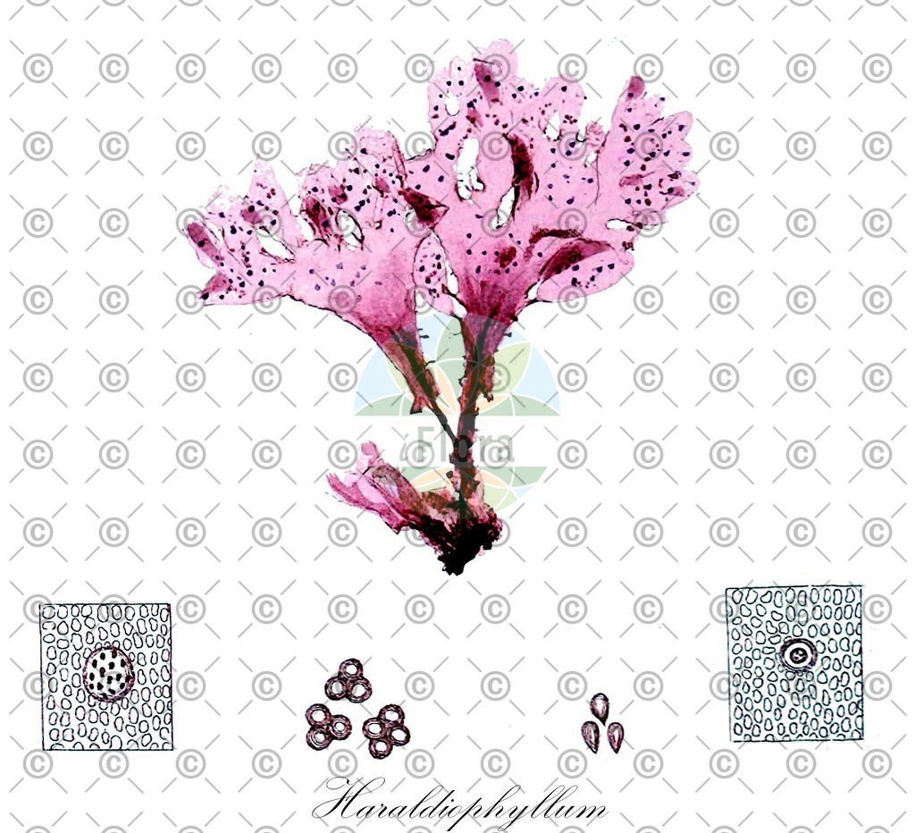 HistAbb_wfo-0000203549_1_ENZY_Simple | Historische Abbildung von Haraldiophyllum - Delesseriaceae (0) | Historical Illustration of Haraldiophyllum - Delesseriaceae (0)