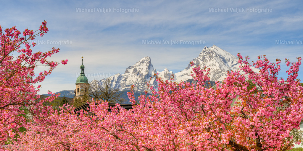 Watzmann und Kirschblüte in Berchtesgaden | Blick vom Kurpark in Berchtesgaden mit den blühenden Kirschbäumen zum noch schneebedeckten Watzmann. - Realisiert mit Pictrs.com