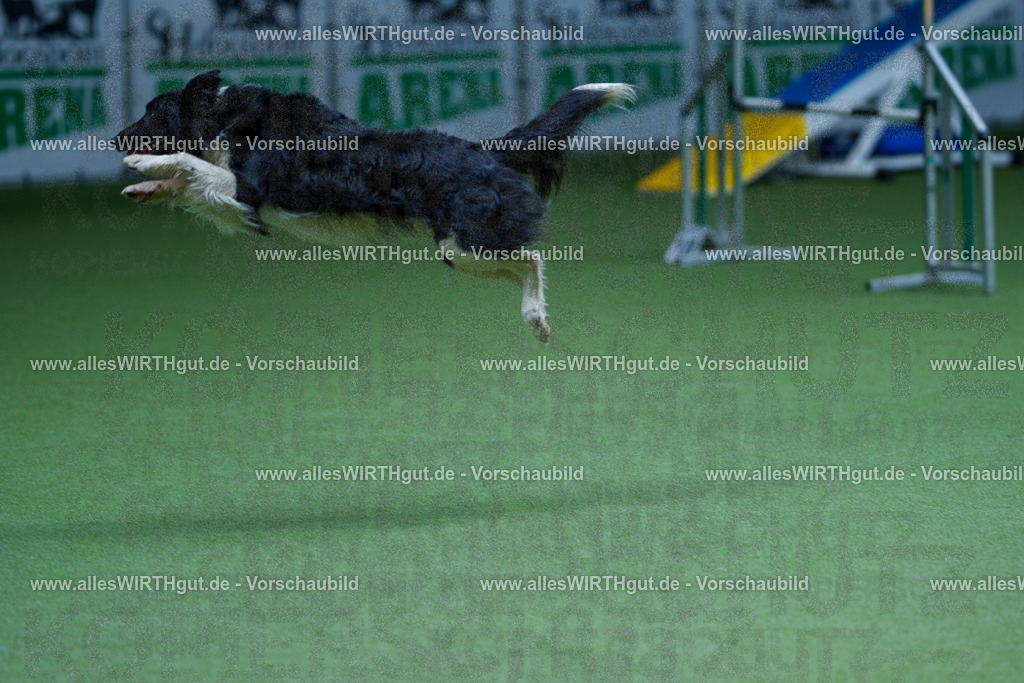 @allesWIRTHgut_Tierfotografie - www.allesWIRTHgut.de - 2604251231-7R502034 | Professionelle Tierfotografie in Mönchengladbach von Daniel Wirth (allesWIRTHgut). Liebevolle & natürliche Bilder von Hunden & Katzen für unvergessliche Erinnerungen.