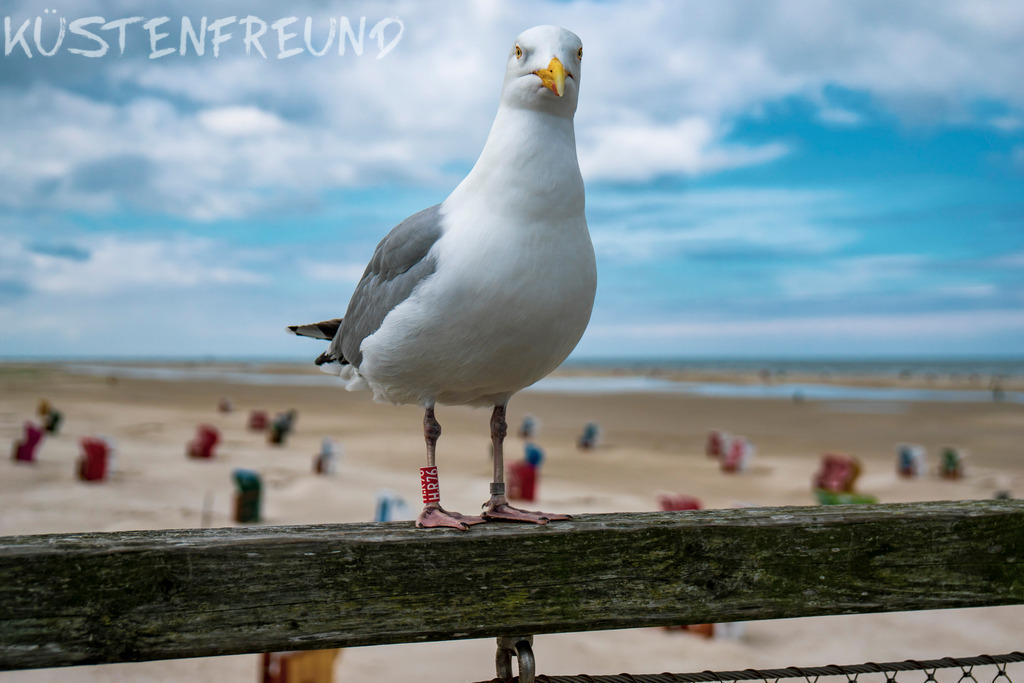Möwe Nordsee // Moin Küstenfreund | Entdecke deine Lieblingslandschaft von der Küste – auf Ostsee Leinwand, Nordsee Leinwand, Alu Dibond oder Acrylglas, passend für jeden Geschmack und Raum.