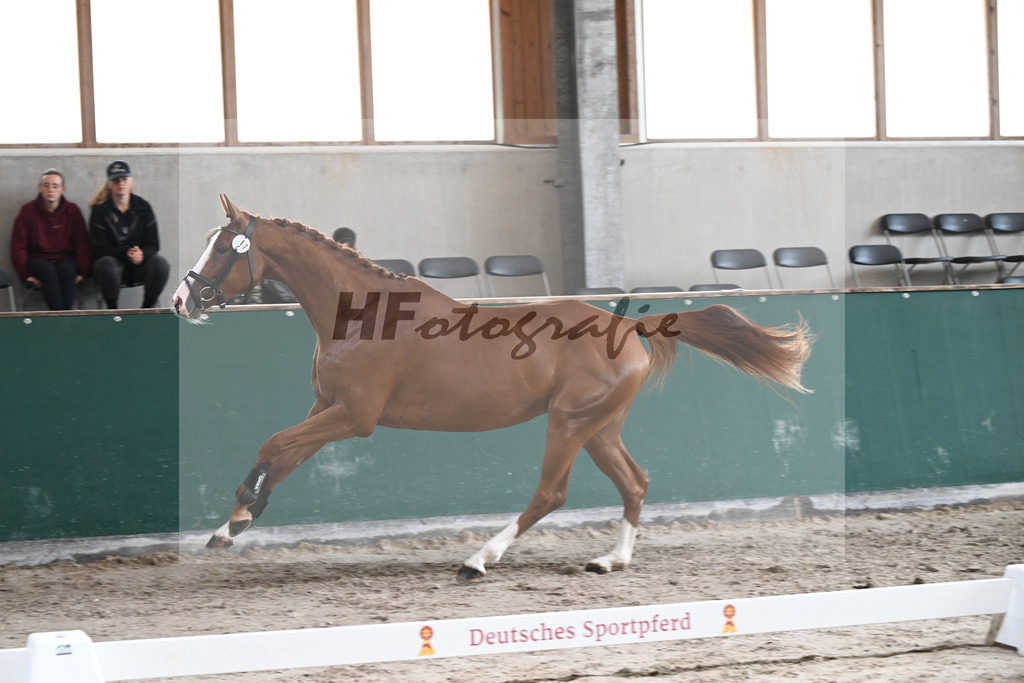 Kat-Nr. 17 Hedda v. Hickstead White_Maier_27150168 | hf-fotografie - Realizzato con Pictrs.com
