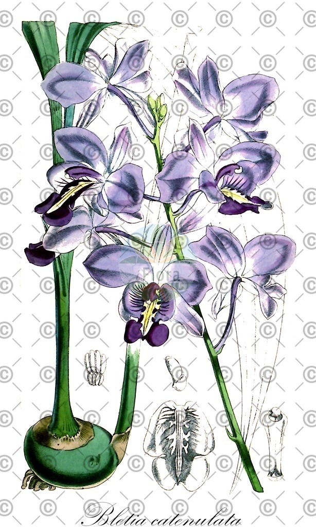 HistAbb_wfo-0000345098_1_ENZY_Simple | Historische Abbildung von Bletia catenulata - Orchidaceae | Historical Illustration of Bletia catenulata - Orchidaceae