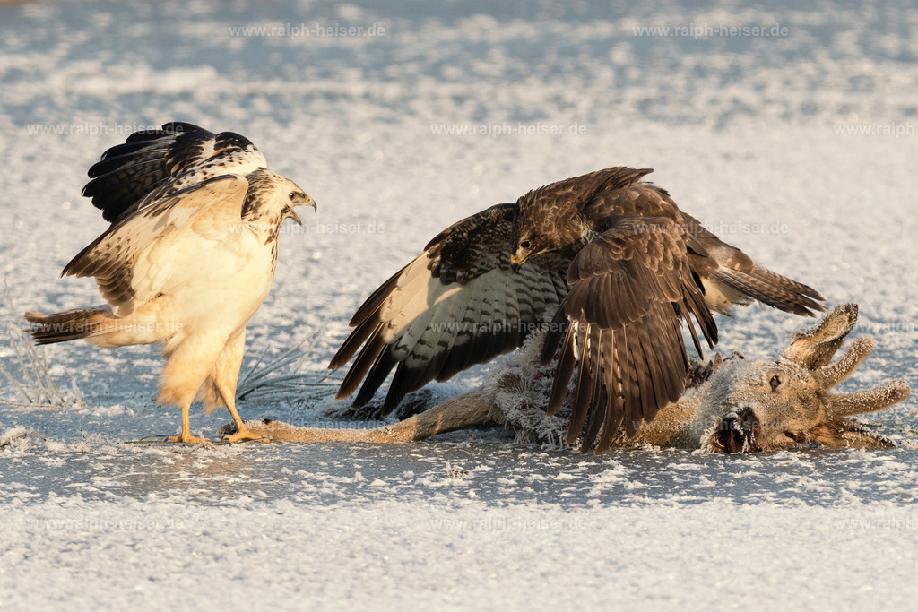Portrait | Wandbilder, Bilder, Fotograf in Marburg, Tierbilder, Wandfotos, Bilder Shop, Günstige Bilder, Schwarz-Weiß Bilder, Ralph Heiser