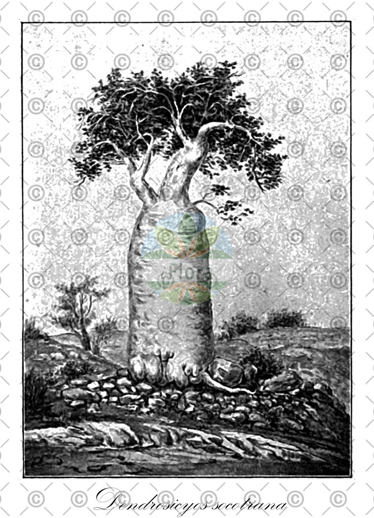 HistAbb_wfo-0000641578_1_ENZY_Simple | Historische Abbildung von Dendrosicyos socotrana - Cucurbitaceae | Historical Illustration of Dendrosicyos socotrana - Cucurbitaceae