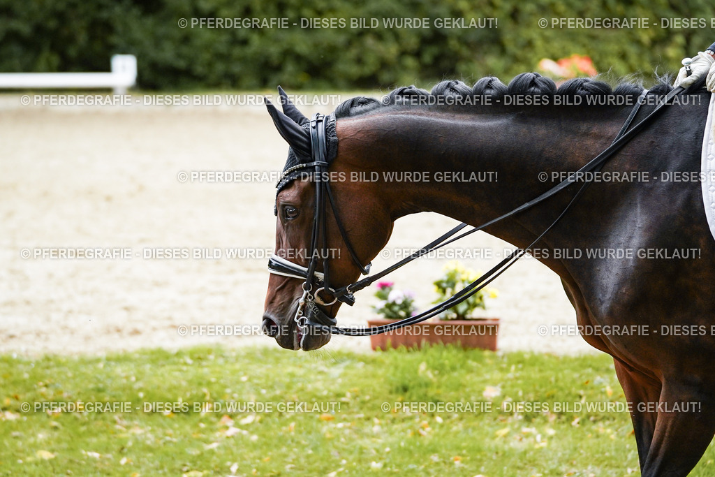 DSC02083 | Pferdegrafie