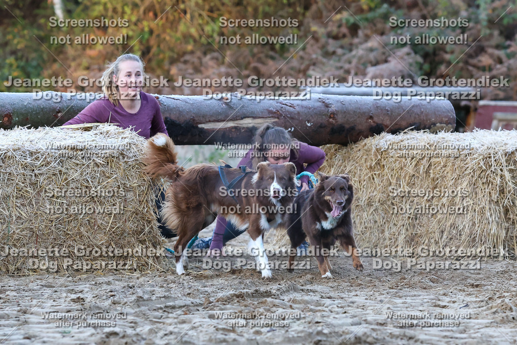 Dog Paparazzi - Strongdog 10-25-233 | Dog Paparazzi Jeanette Grottendiek Fotografie & Videografie - Realisiert mit Pictrs.com