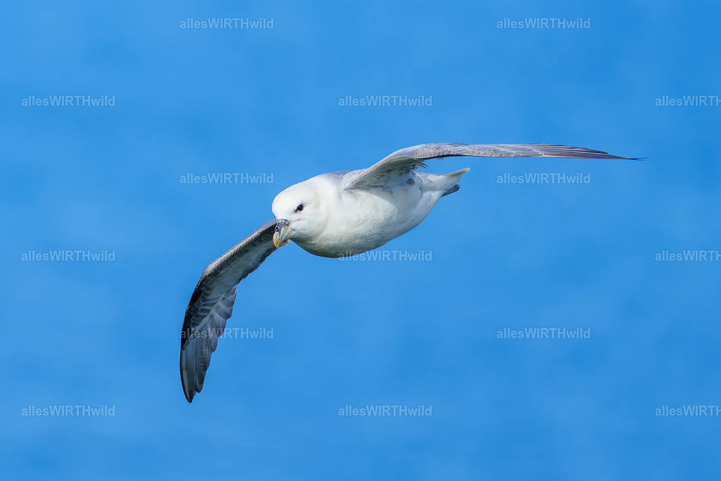 Daniel Wirth - www.allesWIRTHwild.de -7IV00938 | Entdecke die faszinierende Welt der Natur- und Wildlife-Fotografie von Daniel und Bärbel. Inspirierende Bilder von wilden Tieren und kleinen Naturwundern.