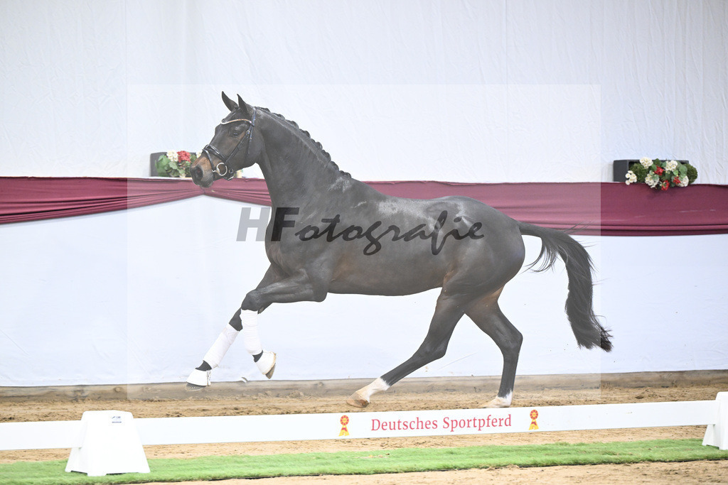 Kat-Nr. 14 Feliciano x Quaterback_Martina Breitner-Roetzer_47250291 | hf-fotografie - Realisiert mit Pictrs.com