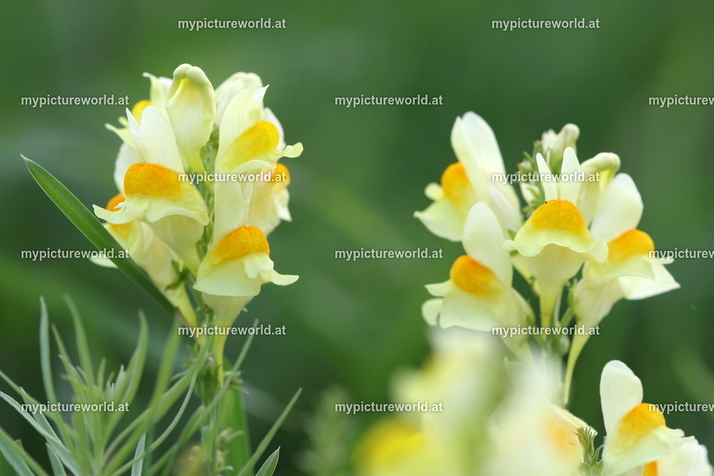 Echtes Leinkraut-007 | Das Bilderarchiv über Tiere, Planzen und Landschaften. In der Bilddatenbank finden Sie ein große Auswahl an hochwertigen Bilder für Ihre Werbung - Realized with Pictrs.com