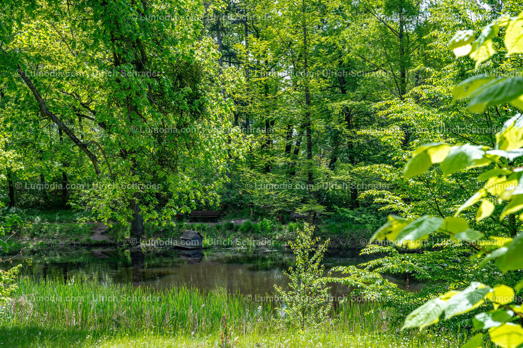10049-14074 - Landschaftspark Degenershausen | Stockfoto und Bilderpool mit Bildmaterial aus Deutschland, dem Harz, Halberstadt, Quedlinburg, Wernigerode und weltweit. Qualitativ hochwertige und professionelle Fotos anschauen und kaufen. - Realisiert mit Pictrs.com
